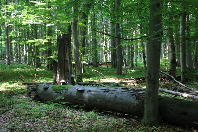 Unbeeinflusster Buchenwald in der Kernzone des Nationalparks Hainich